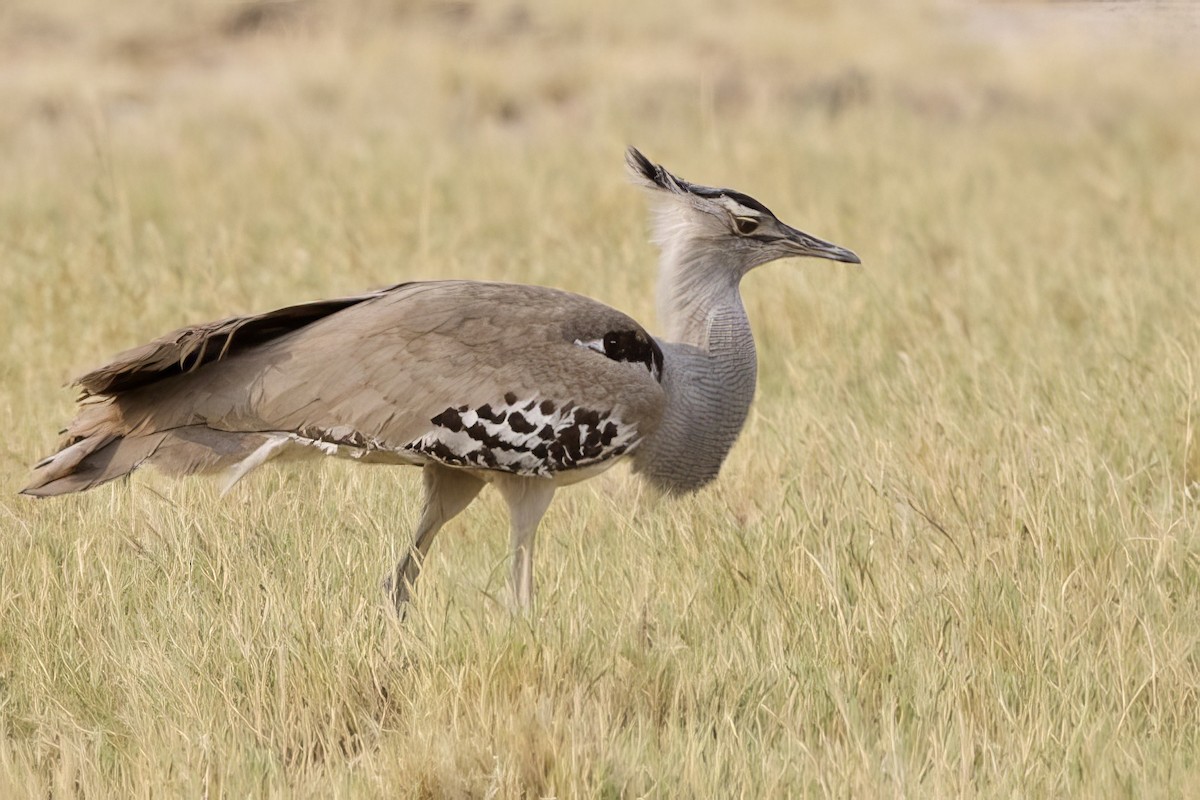 Kori Bustard - ML623764372