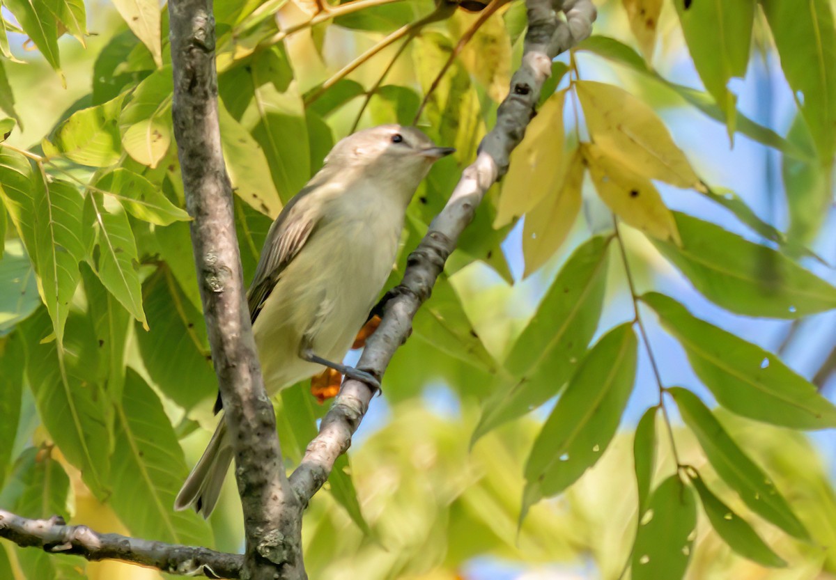 Eastern Warbling Vireo - ML623764384