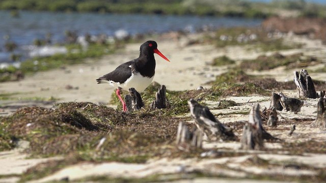 Pied Oystercatcher - ML623764394