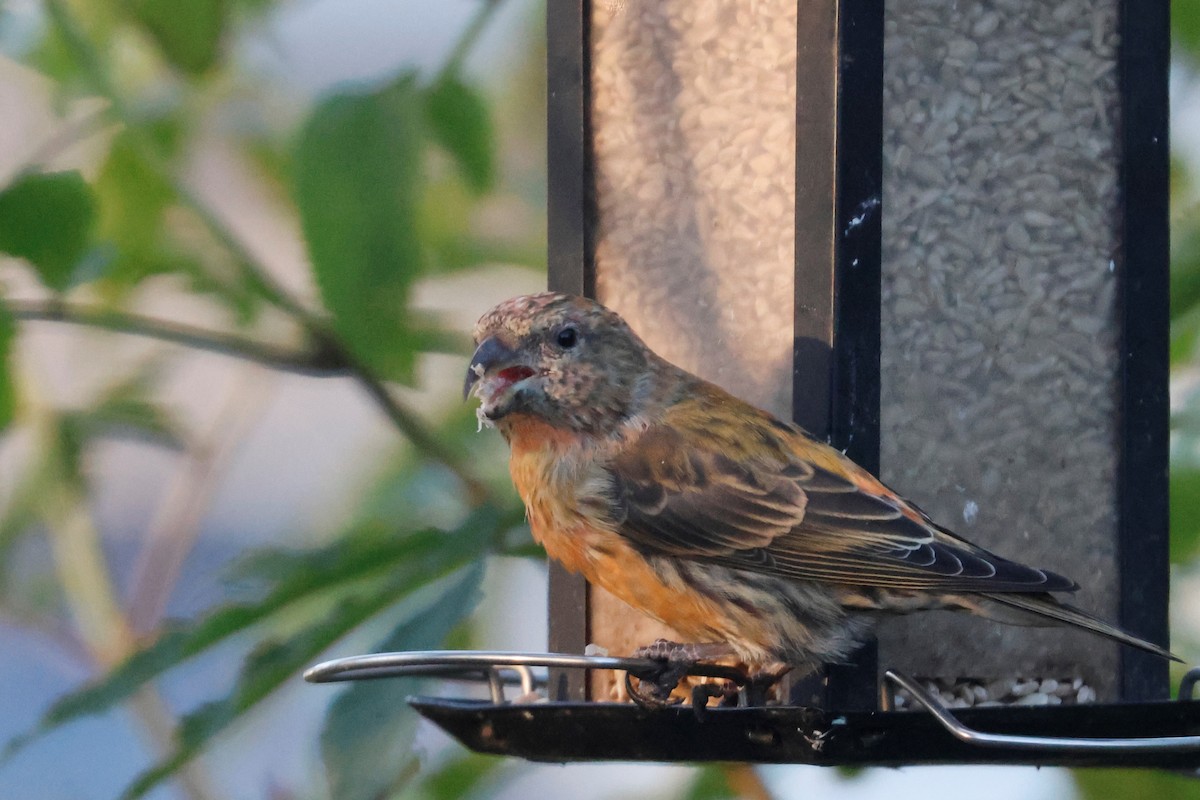 Red Crossbill - ML623764419