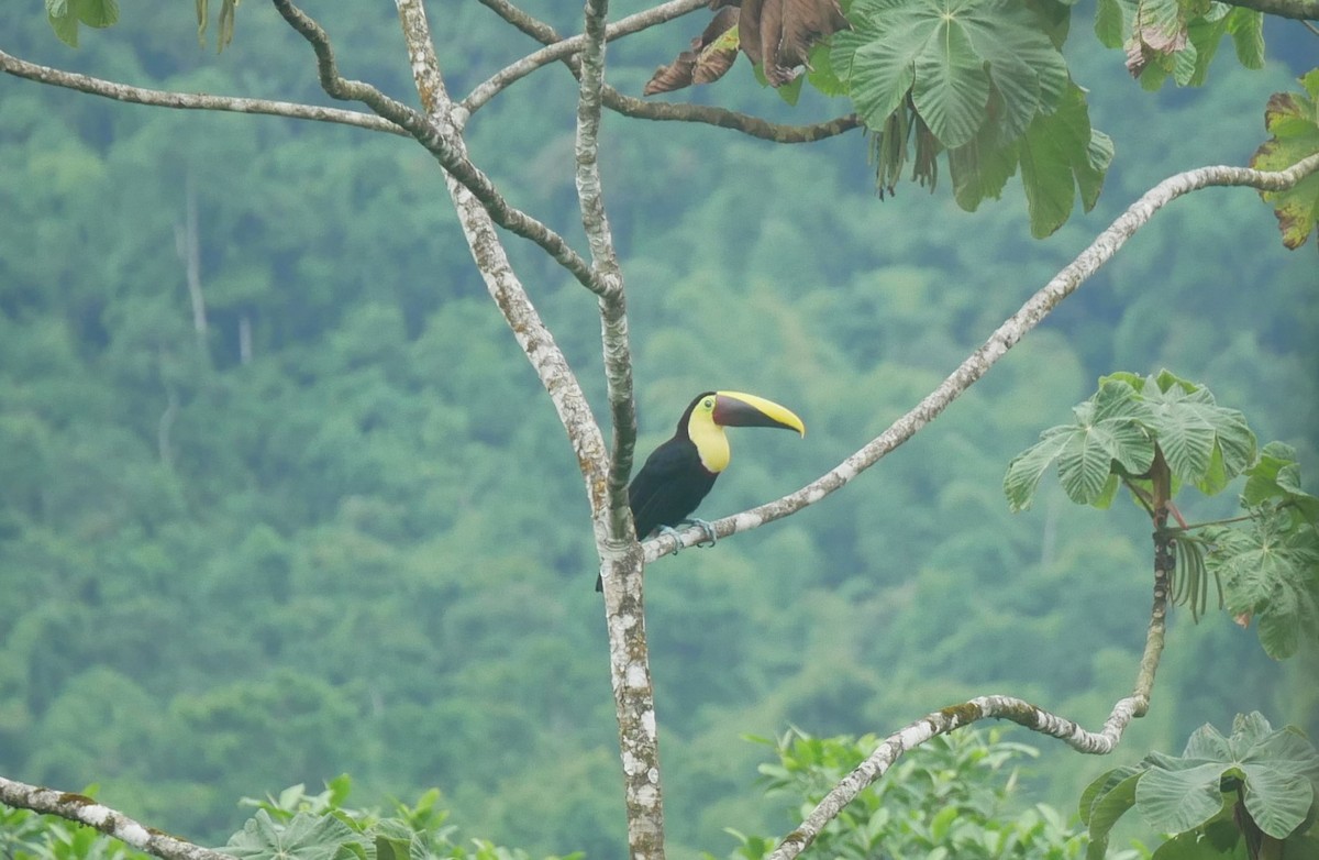 Yellow-throated Toucan - ML623764447