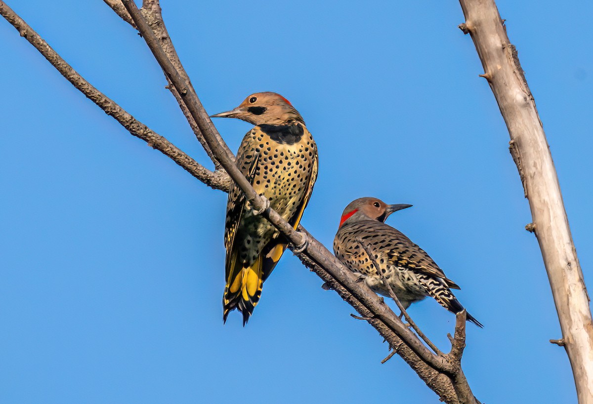 Northern Flicker (Yellow-shafted) - ML623764485