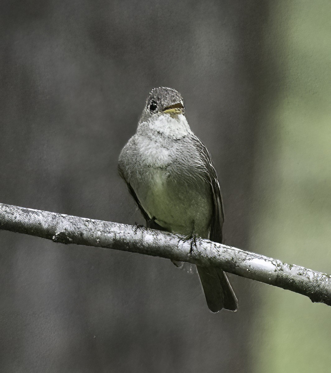 Eastern Wood-Pewee - ML623764533