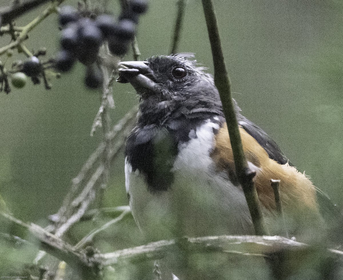 Eastern Towhee - ML623764553