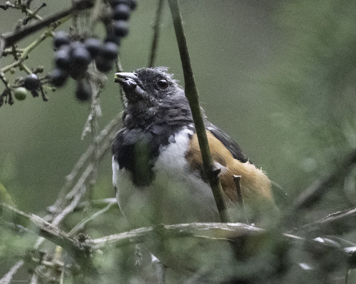 Eastern Towhee - ML623764554