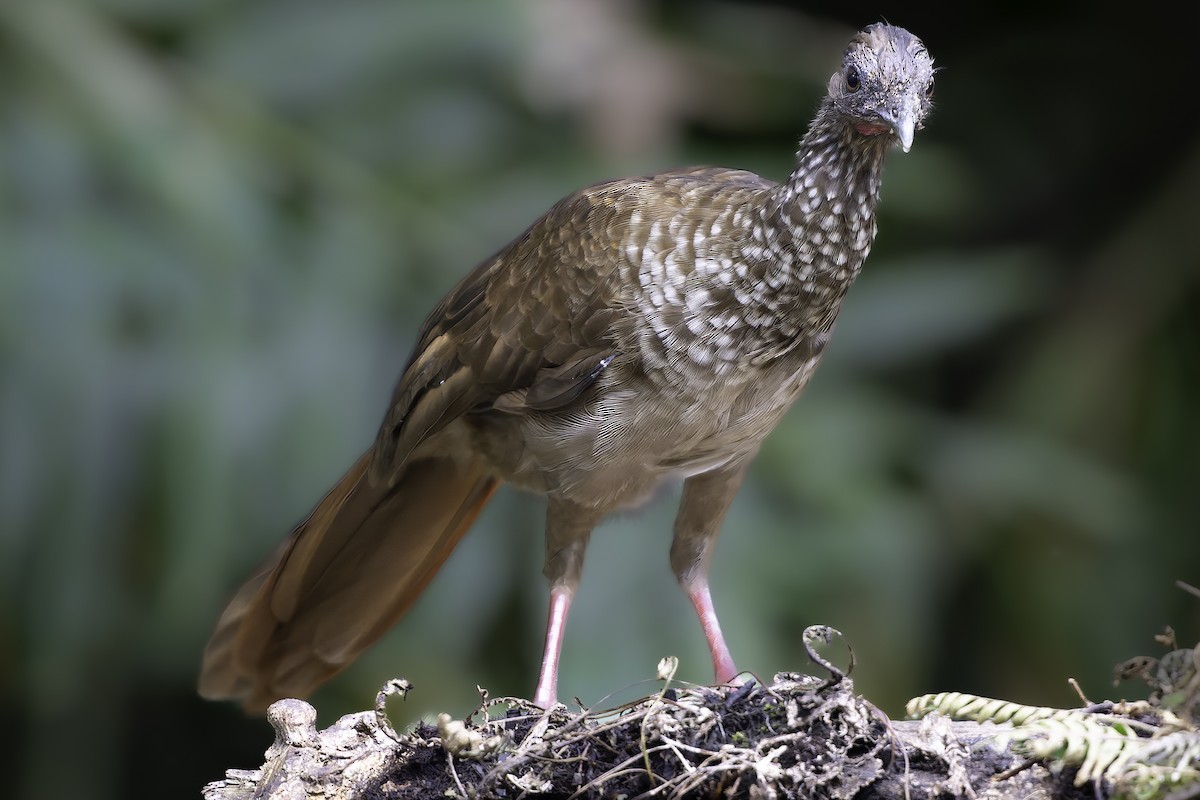 Chachalaca Moteada - ML623764571