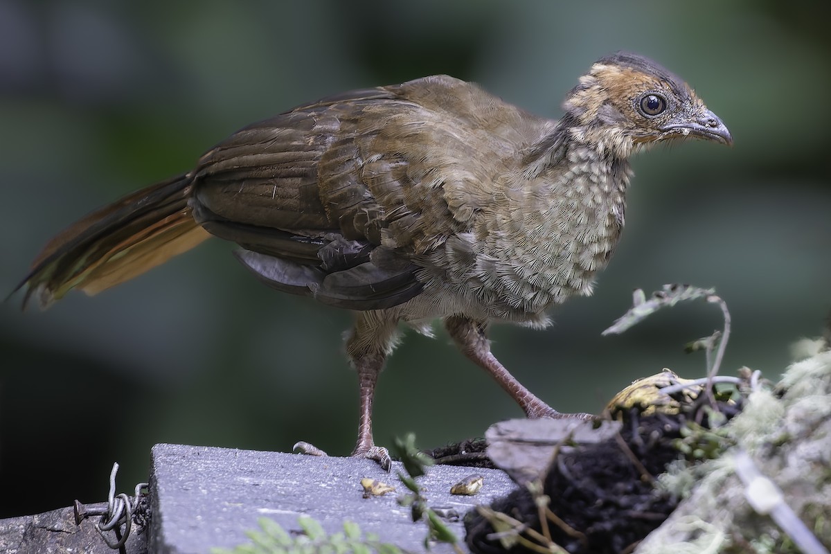 Chachalaca Moteada - ML623764577