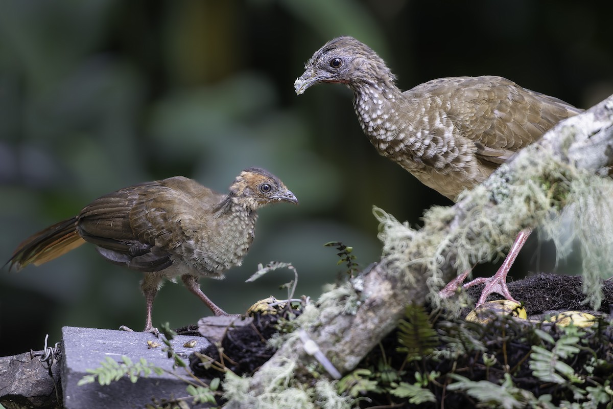 Chachalaca Moteada - ML623764579