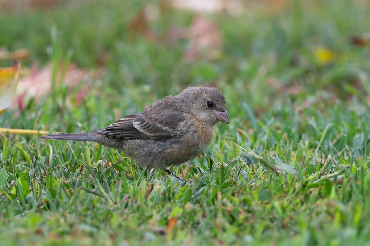 Lazuli Bunting - ML623764589