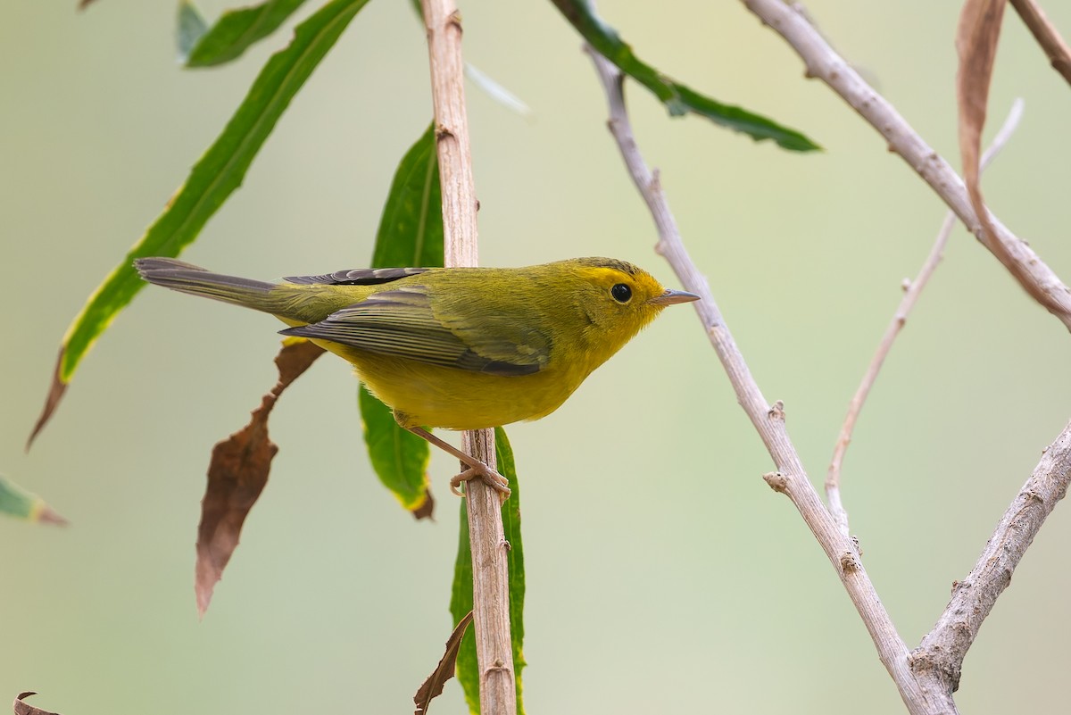 Wilson's Warbler - ML623764599