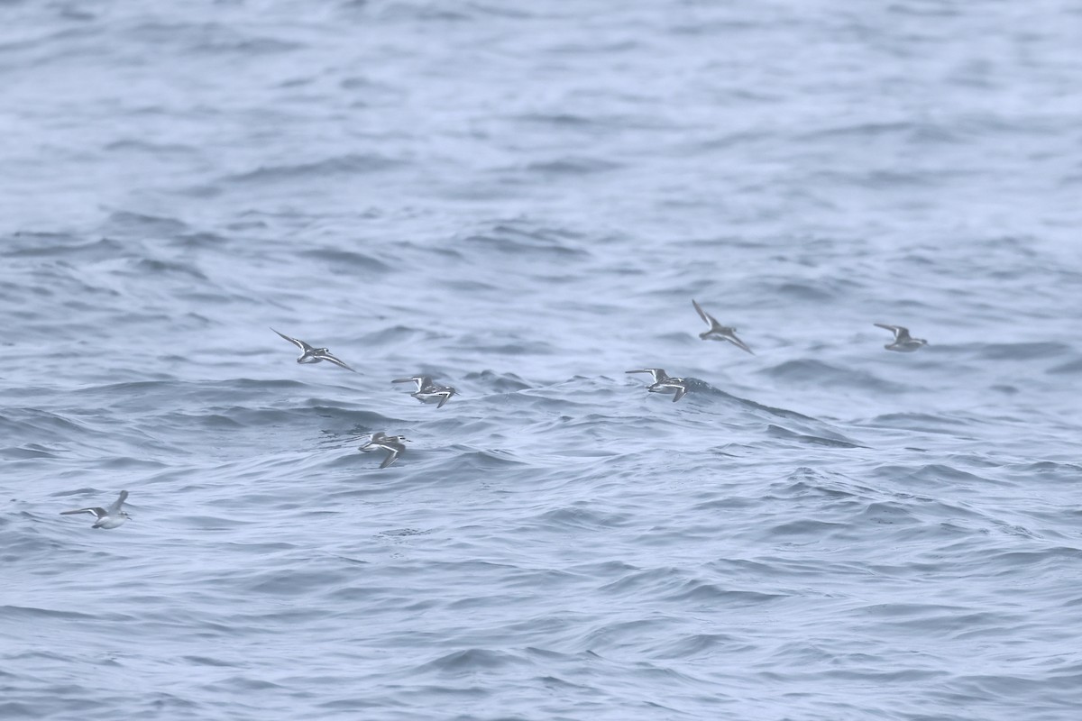 Red-necked Phalarope - ML623764615