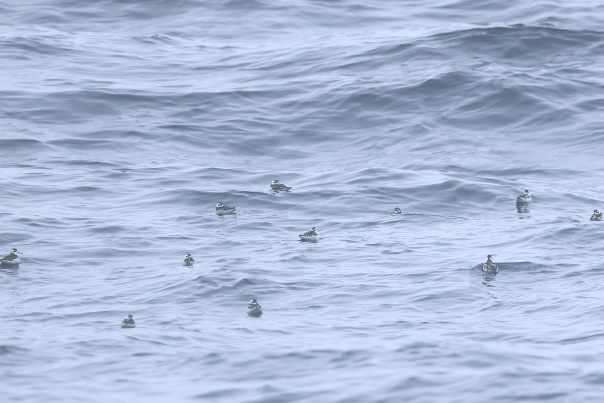 Red-necked Phalarope - ML623764617