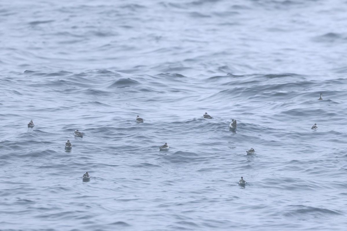 Red-necked Phalarope - ML623764618