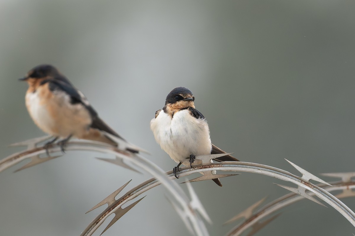 Barn Swallow - ML623764620