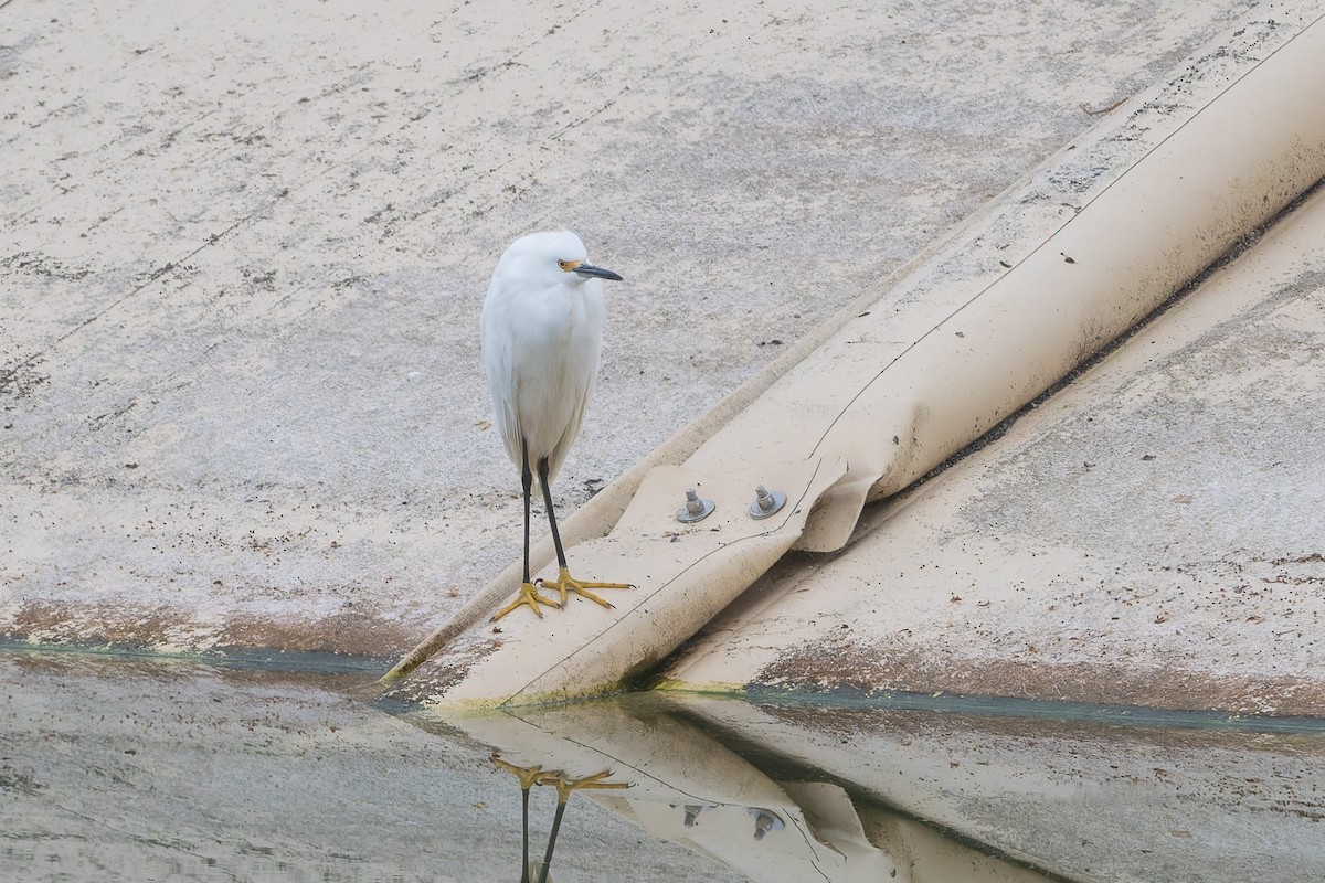 Snowy Egret - ML623764625