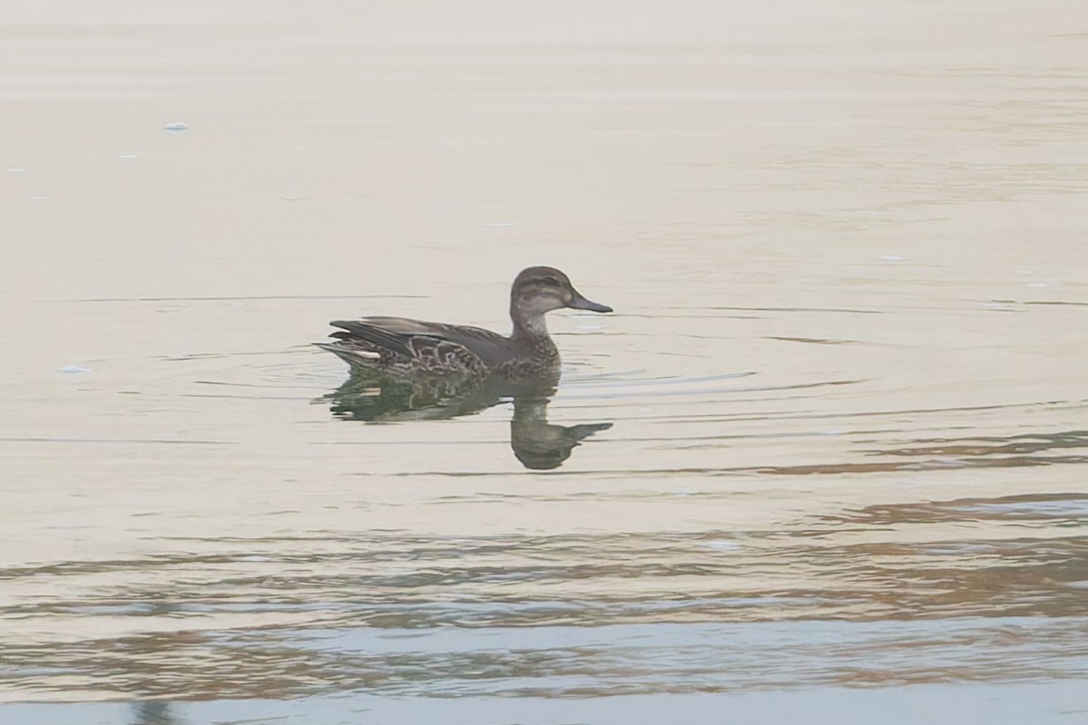 Green-winged Teal - ML623764637