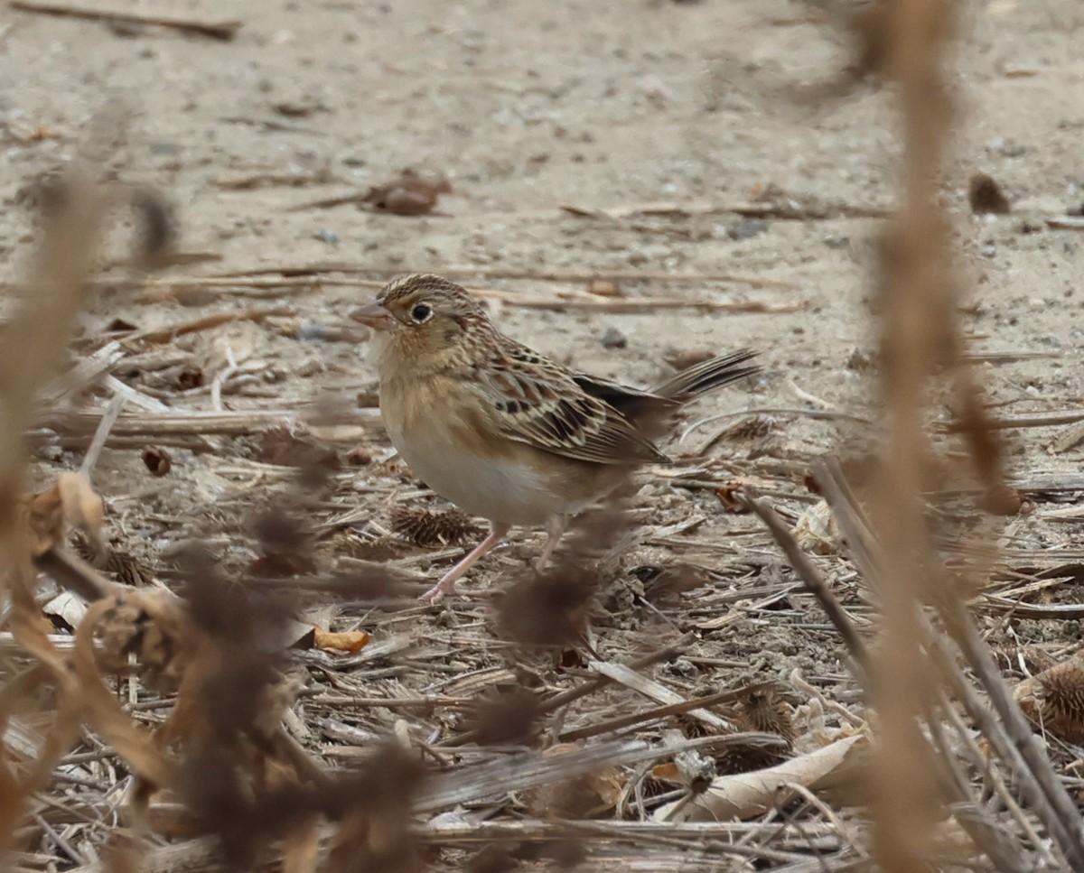 Grasshopper Sparrow - ML623764642