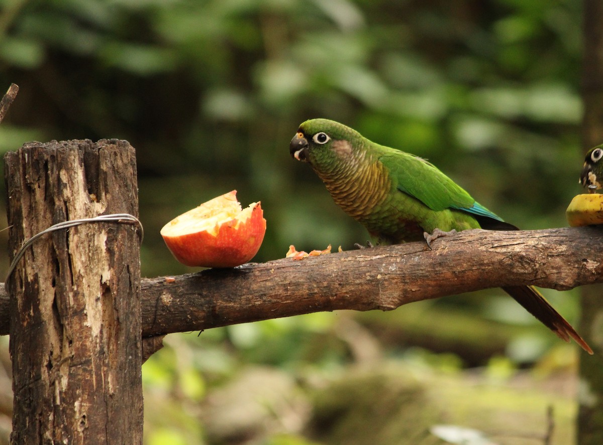 Maroon-bellied Parakeet - ML623764684