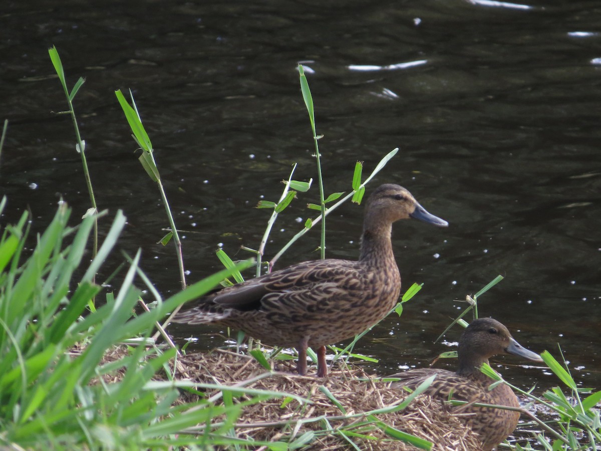 Canard des Hawaï - ML623764689