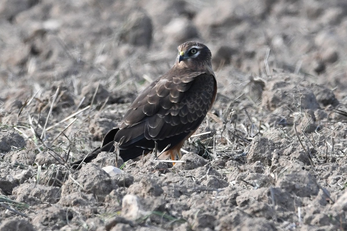 Aguilucho Cenizo - ML623764713