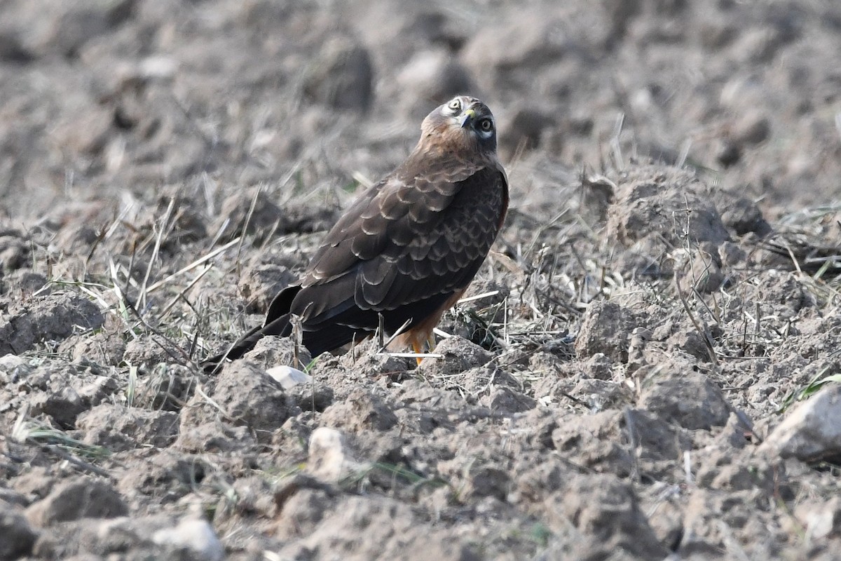 Aguilucho Cenizo - ML623764716