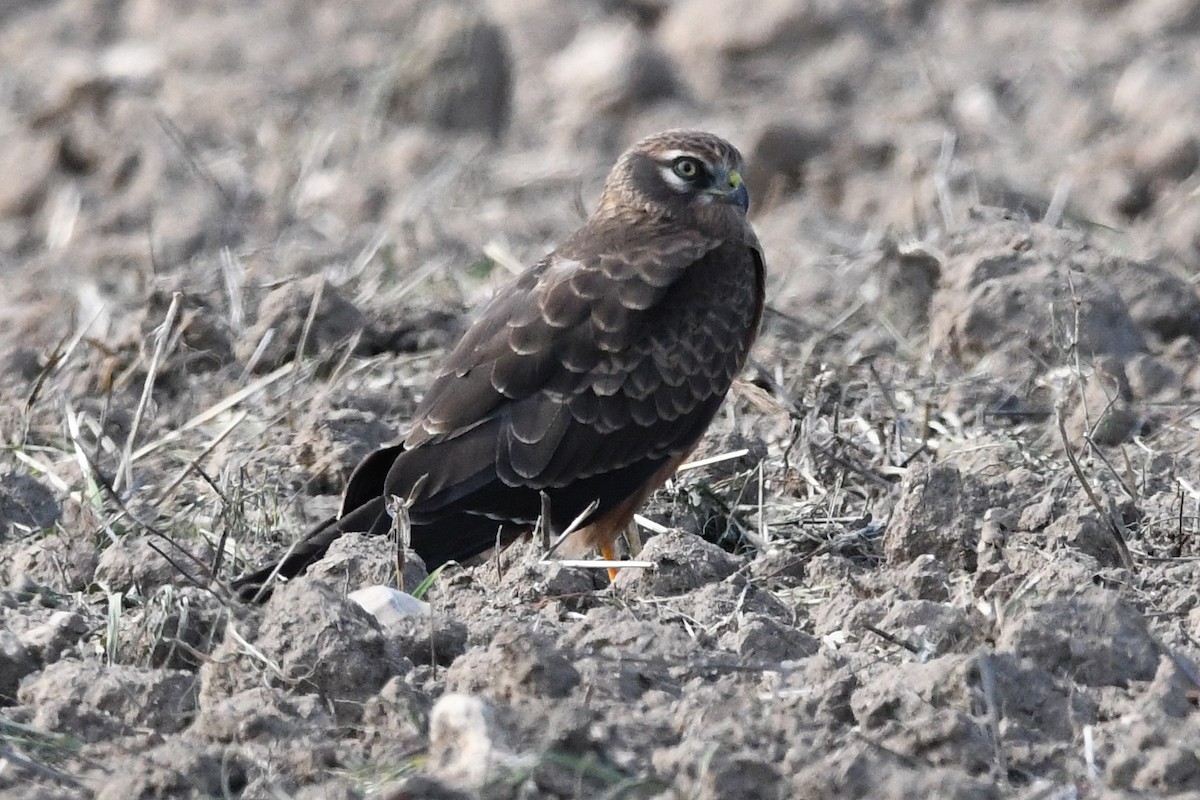 Aguilucho Cenizo - ML623764725