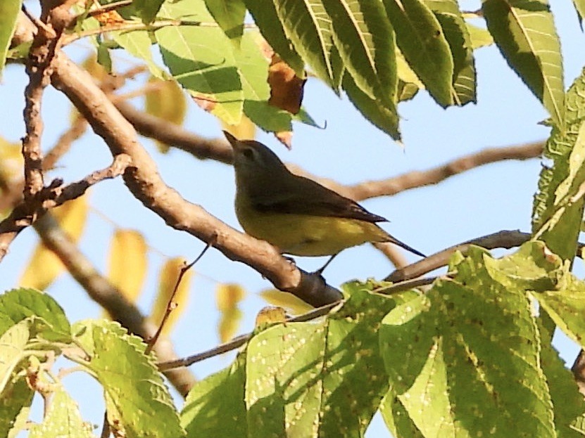 Ötücü Vireo - ML623764737