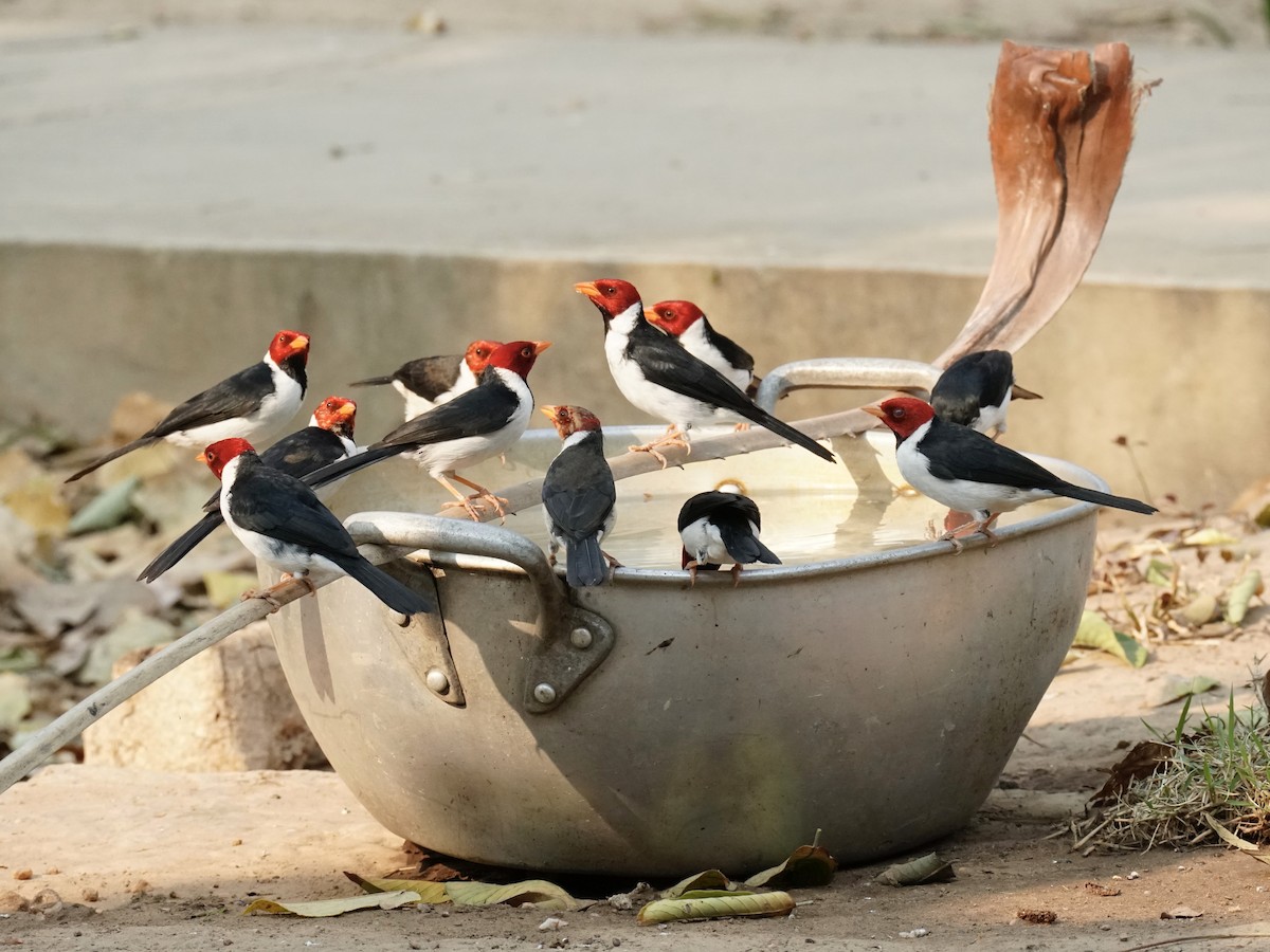 Yellow-billed Cardinal - ML623764759