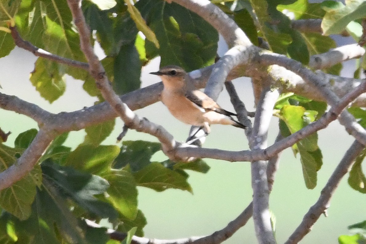 Northern Wheatear - Juan José  Bazan Hiraldo