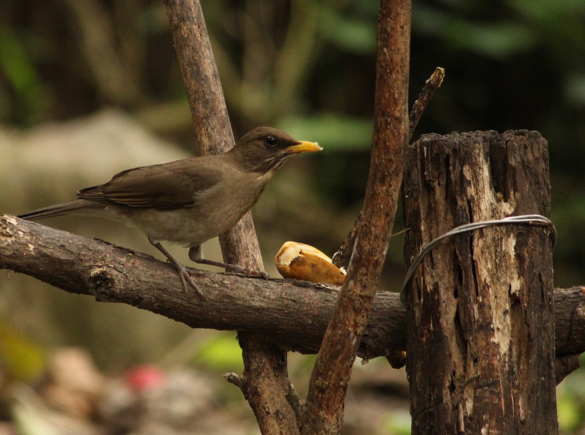 Creamy-bellied Thrush - ML623764773