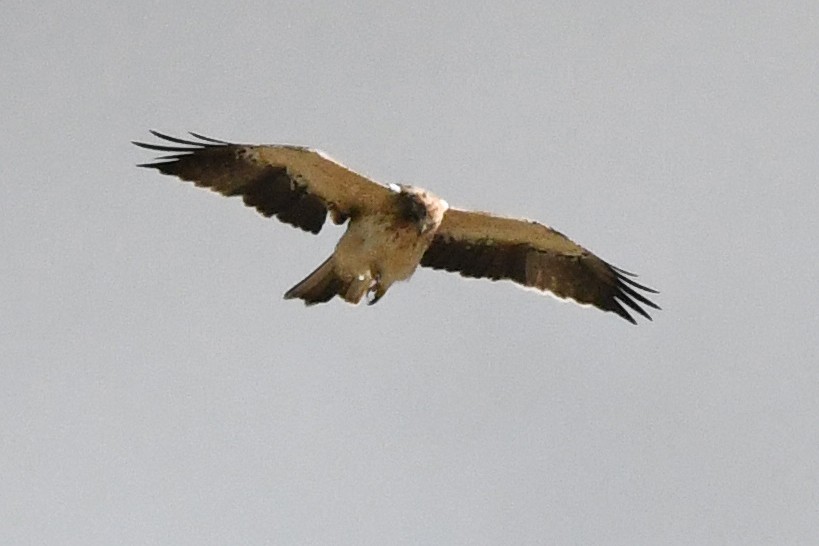 Águila Calzada - ML623764783