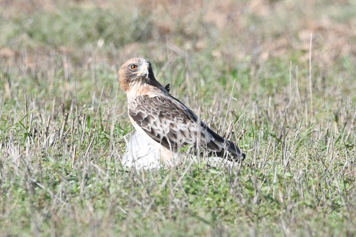 Águila Calzada - ML623764791