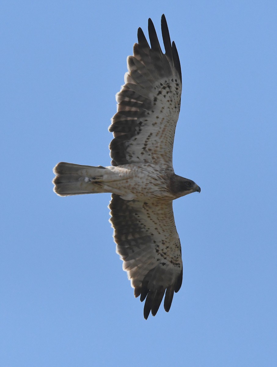 Águila Calzada - ML623764793