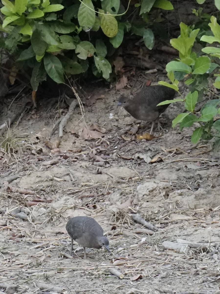 Undulated Tinamou - ML623764802