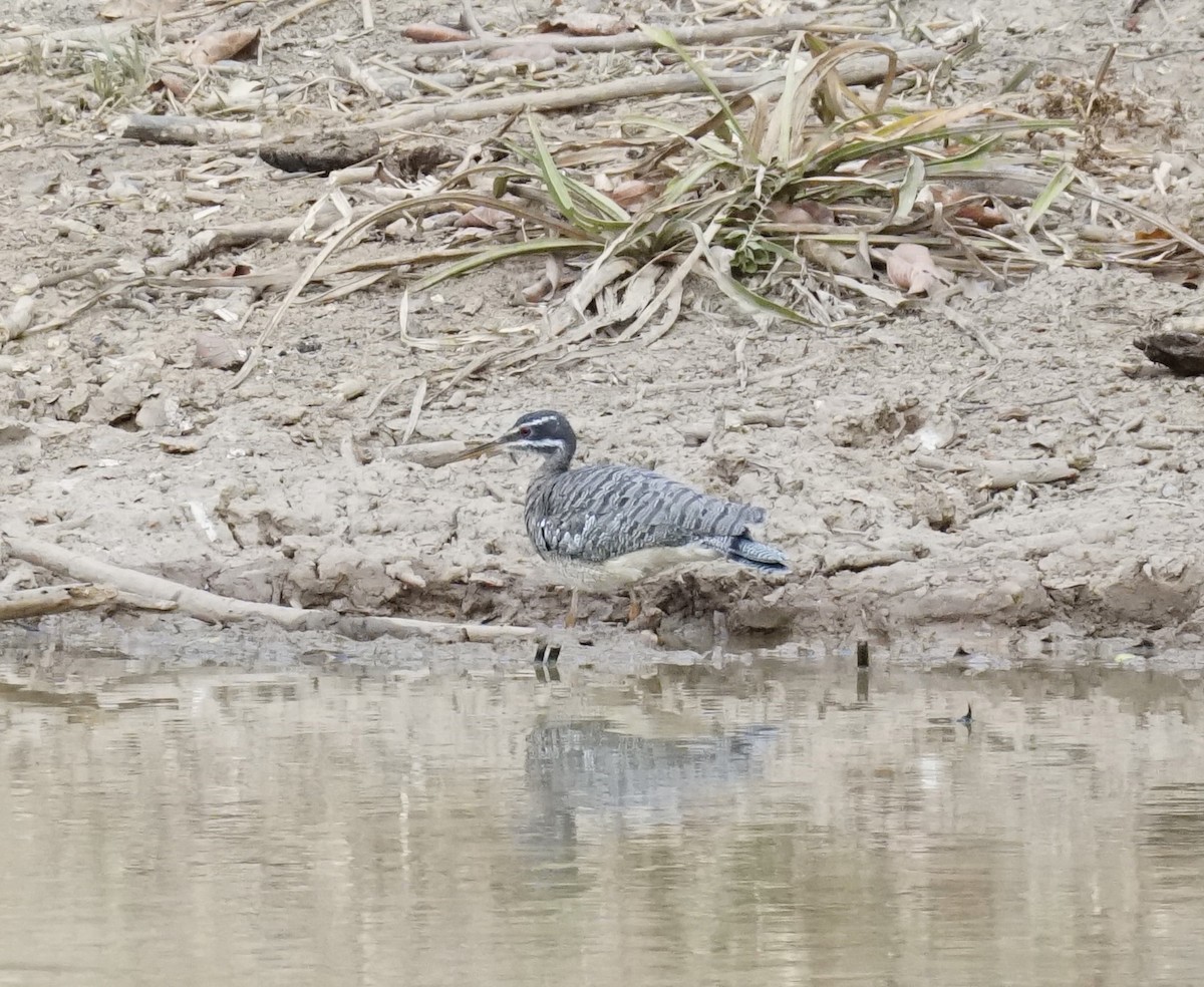 Sunbittern - ML623764807