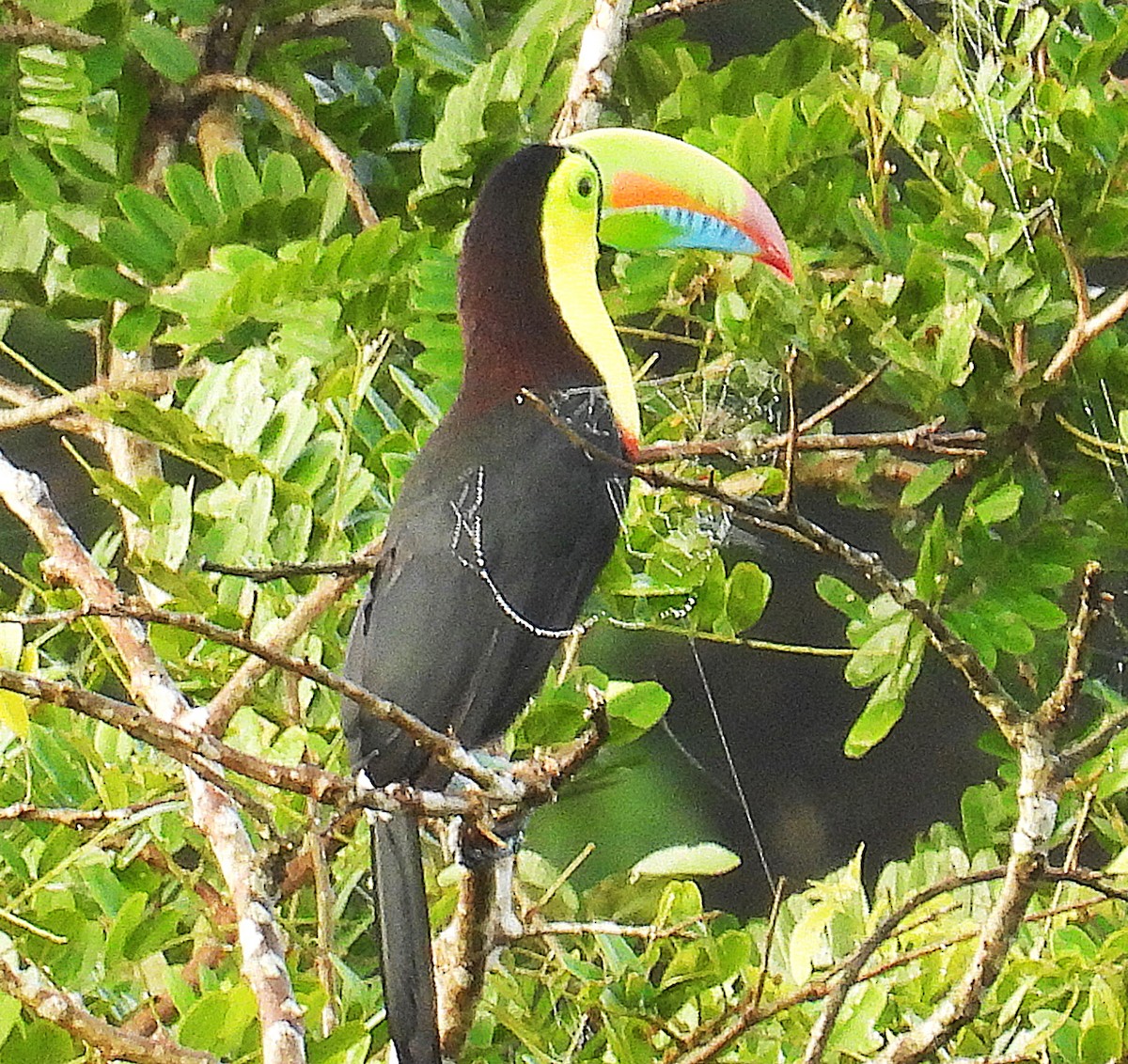 Keel-billed Toucan - ML623764811