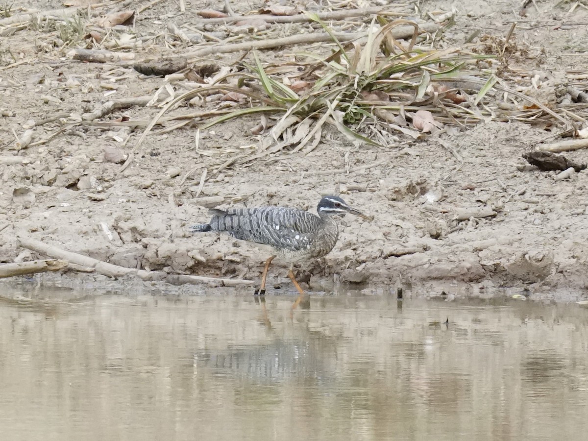 Sunbittern - ML623764820
