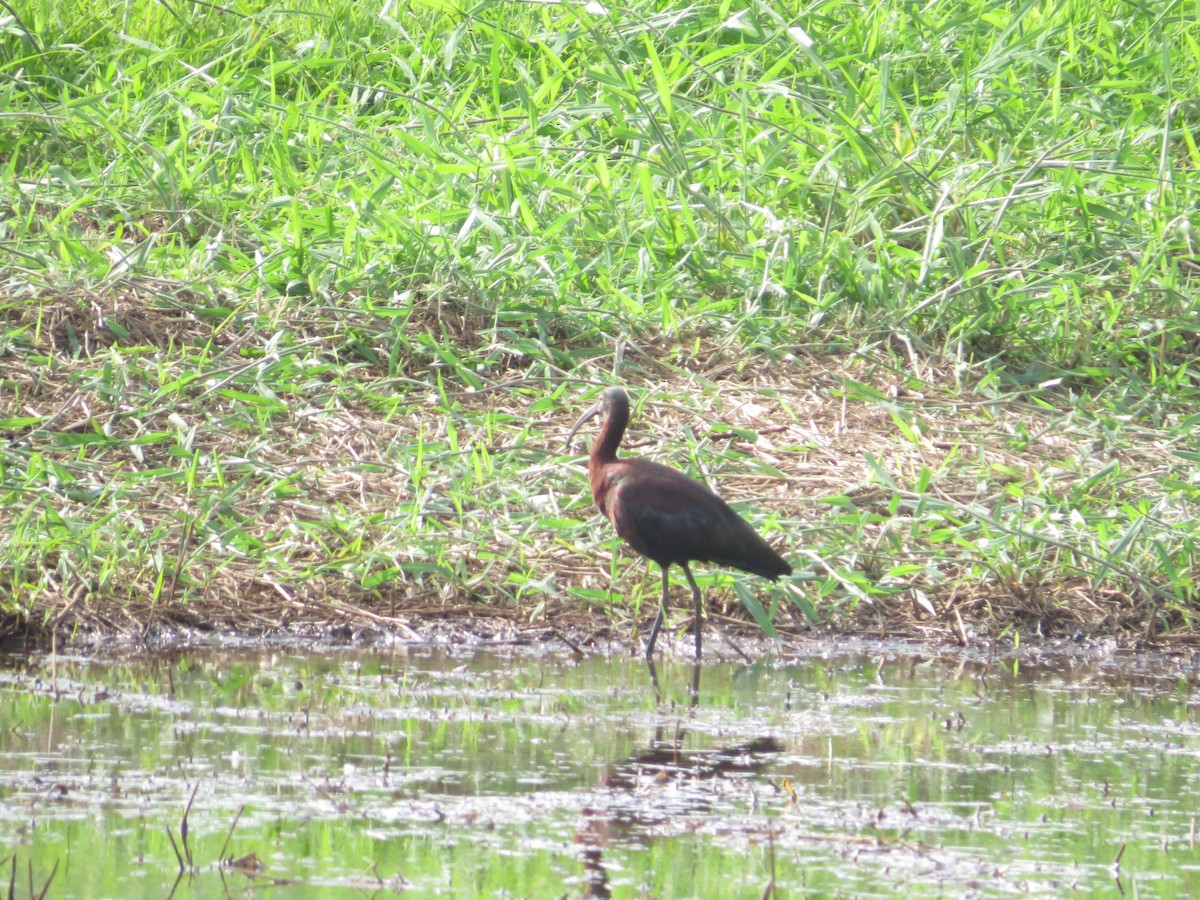 ibis americký - ML623764823