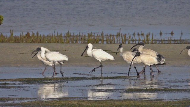 Australian Ibis - ML623764827