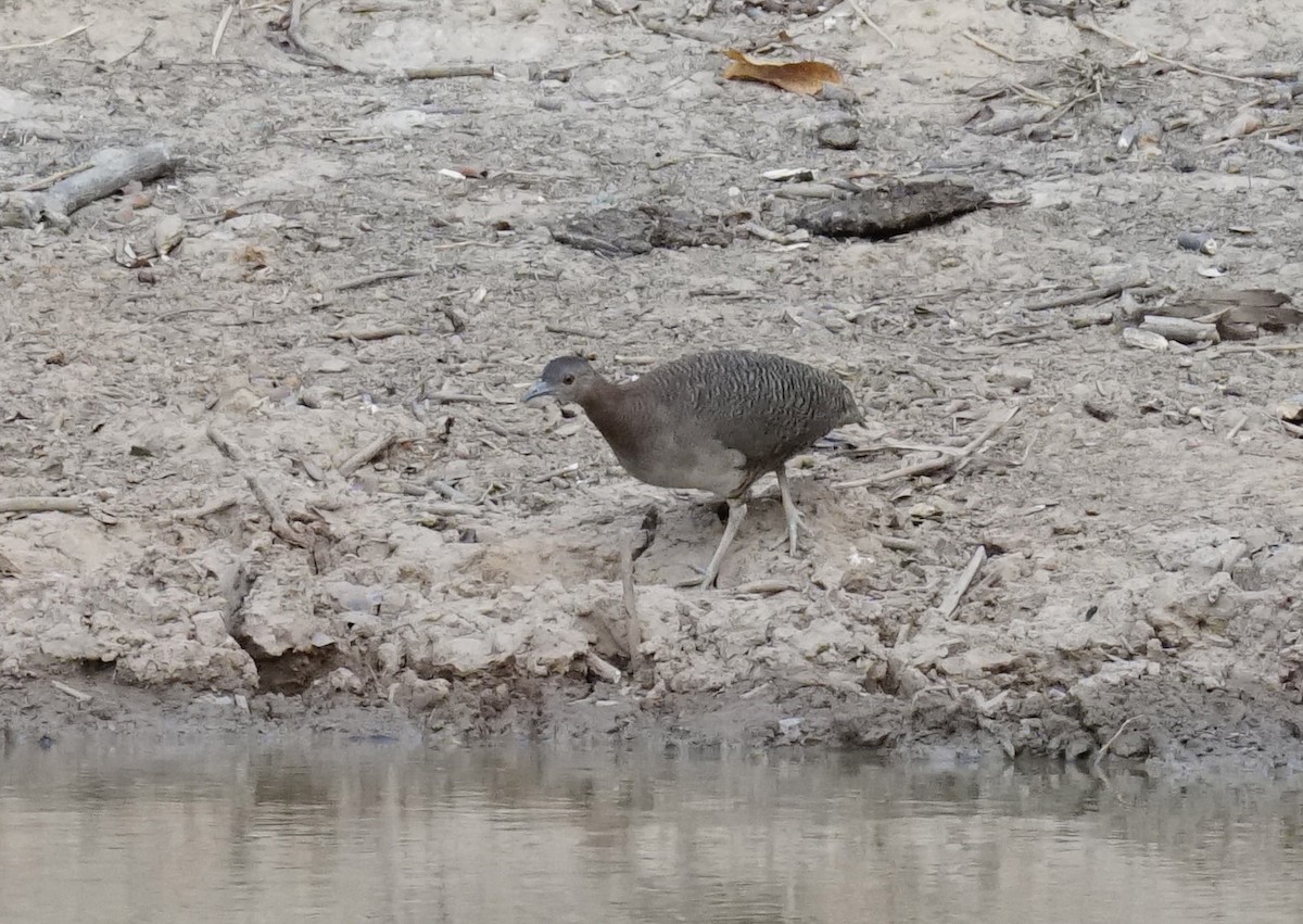 Undulated Tinamou - ML623764829