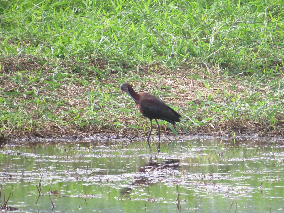 White-faced Ibis - sheryl mcnair