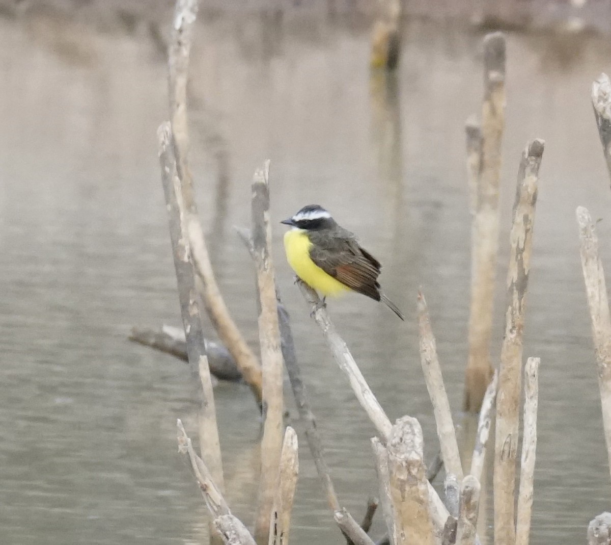 Rusty-margined Flycatcher - ML623764847