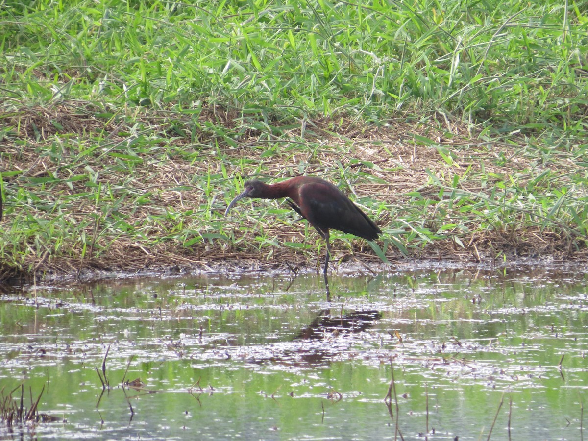 ibis americký - ML623764859