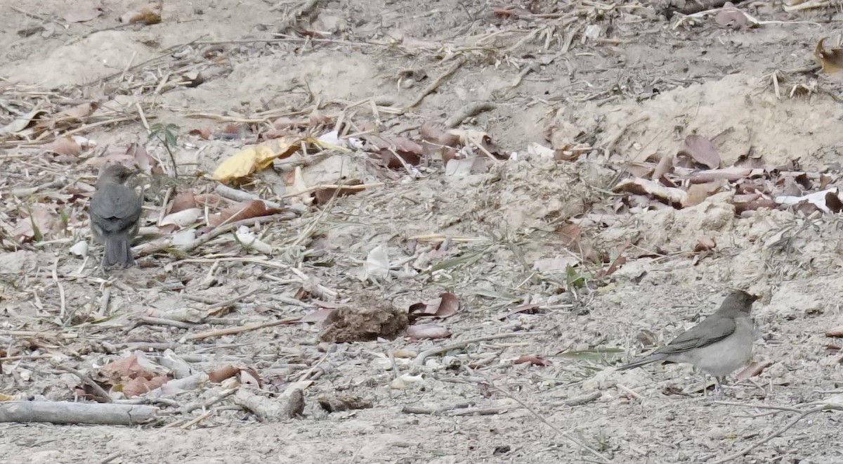 Creamy-bellied Thrush - ML623764861