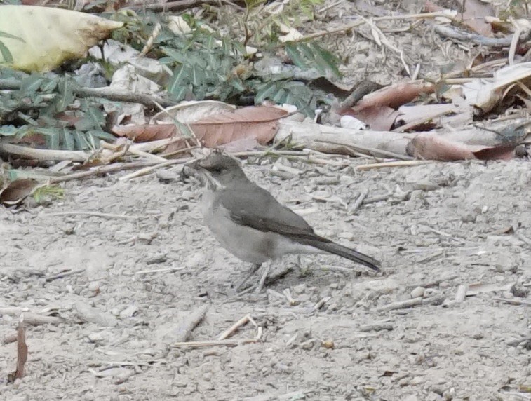 Creamy-bellied Thrush - ML623764864