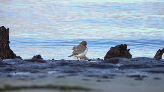 Red-capped Plover - ML623764866
