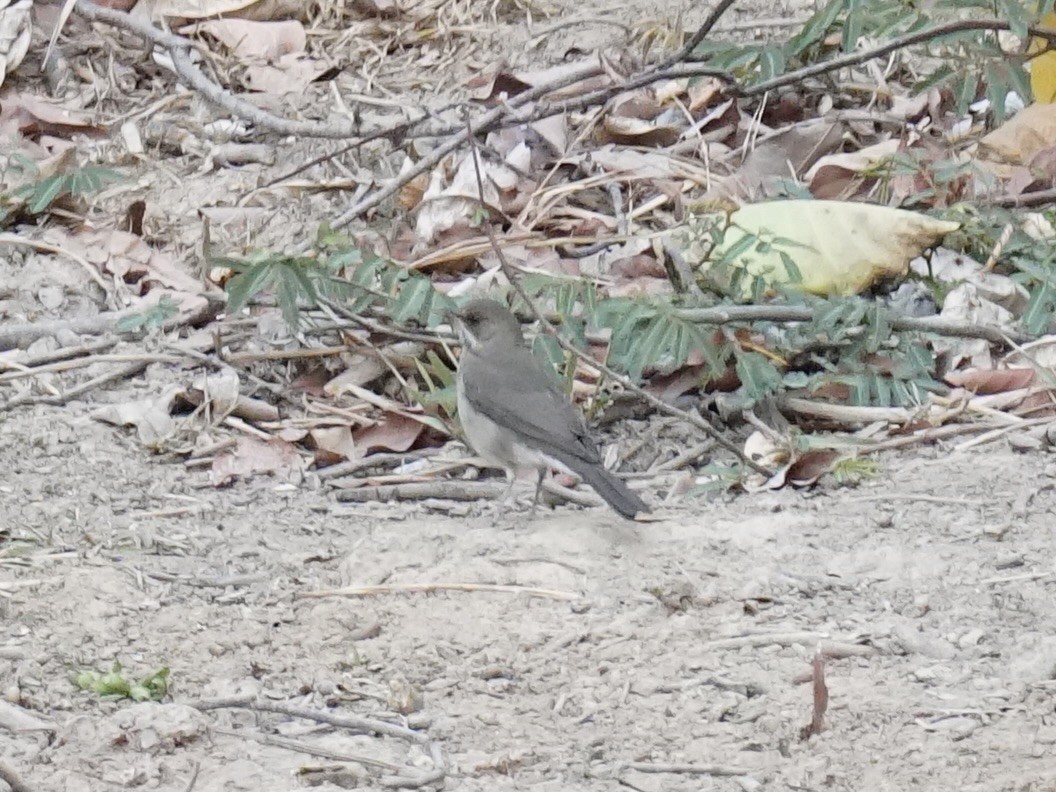 Creamy-bellied Thrush - ML623764867