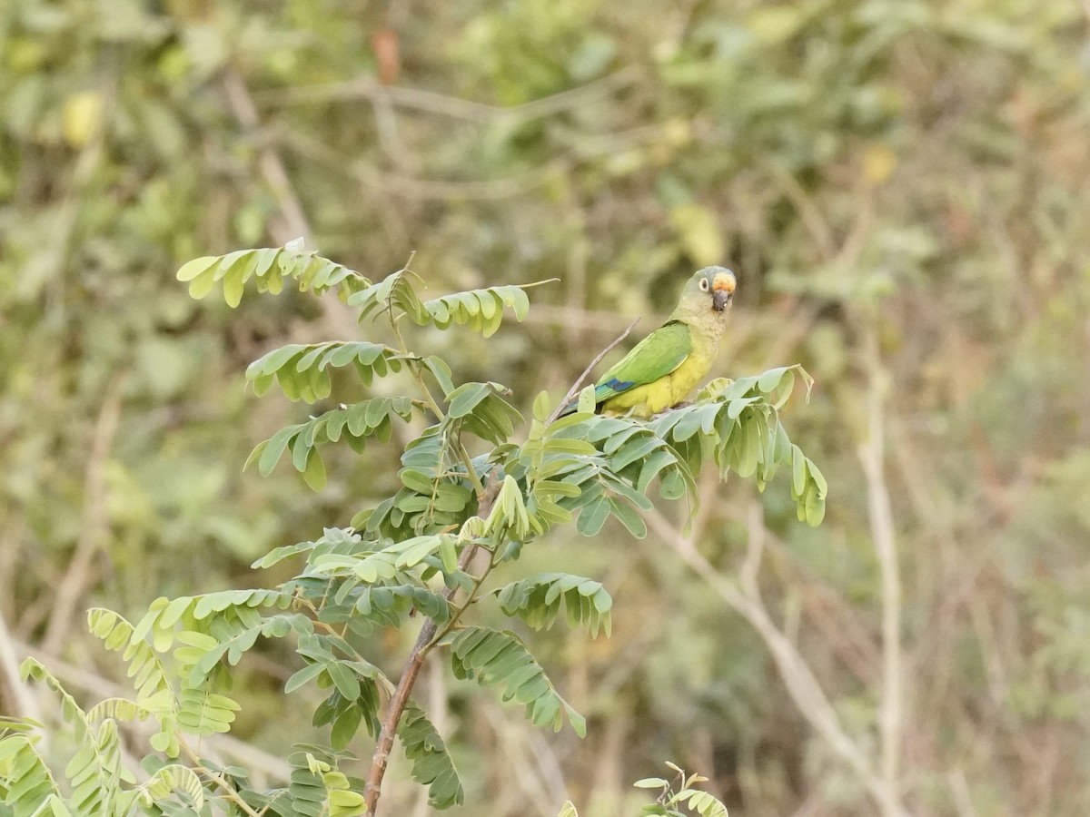 Peach-fronted Parakeet - Thane Pratt