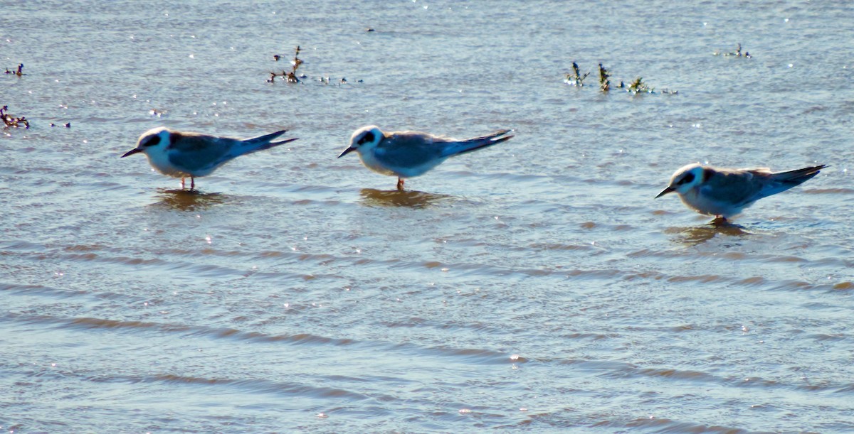 Forster's Tern - ML623764920