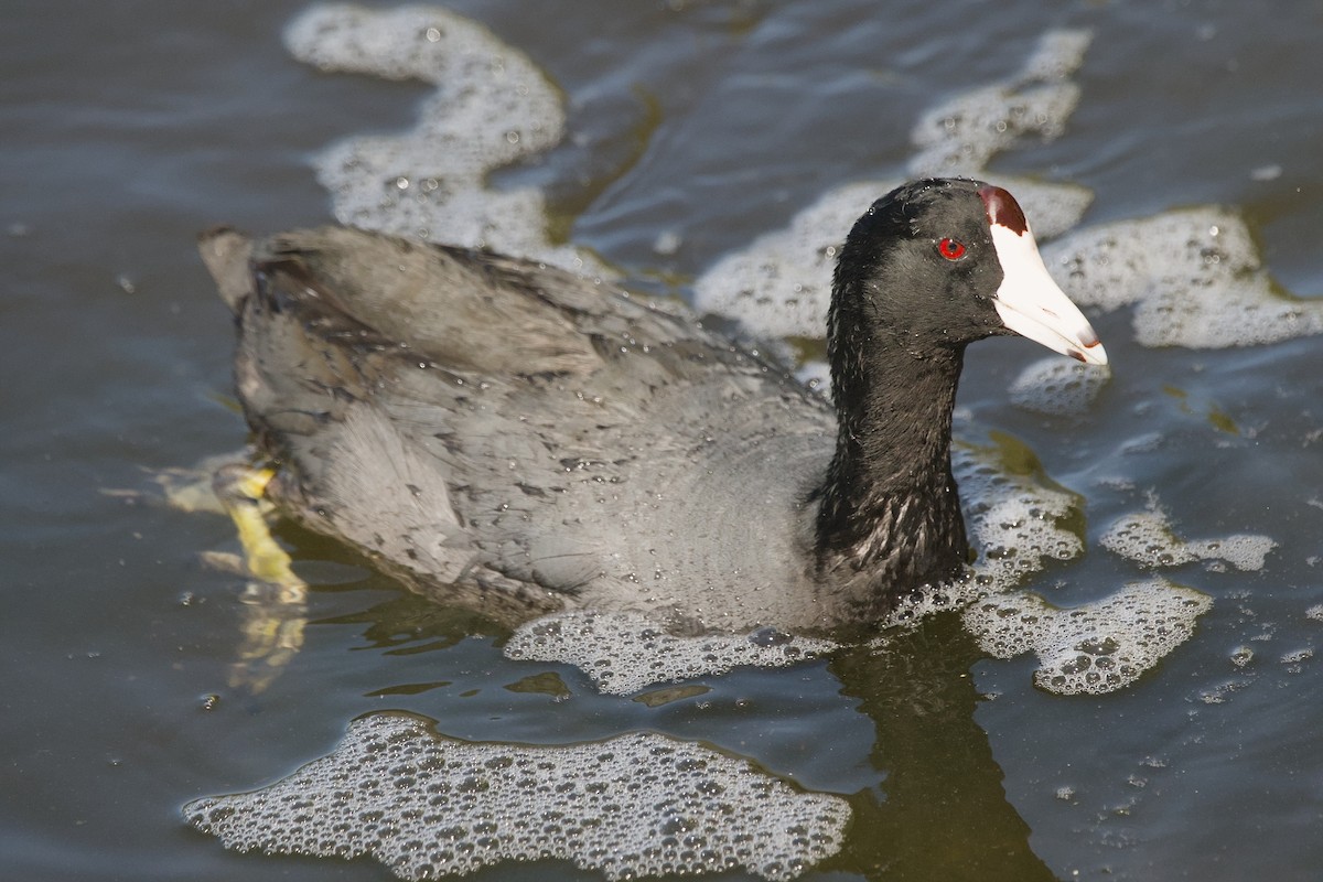 American Coot - ML623764921